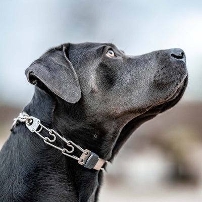 Herm Sprenger - ClicLock Quick Release Buckle - Stainless Steel Dog Training Collar Dogline