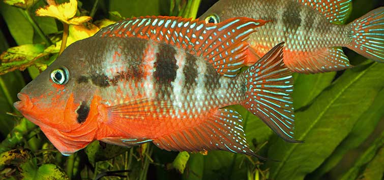 Firemouth Cichlid (Thorichthys meeki) AMERICAN CICHLID Danaqua Live Fish & More