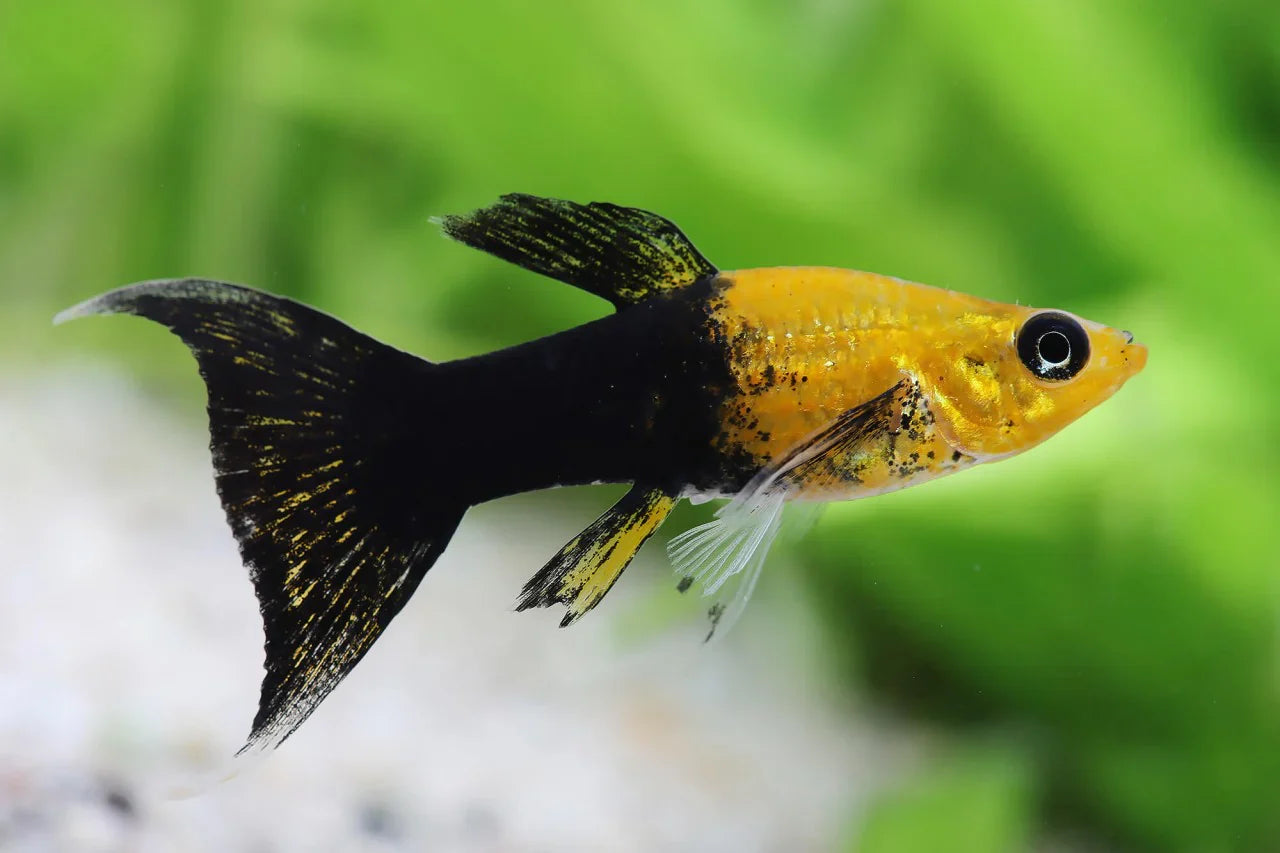 Gold Dust Lyretail Mollies MOLLY Danaqua Live Fish & More