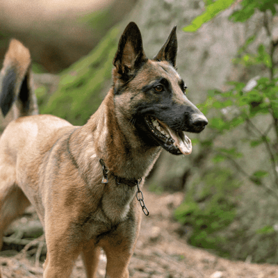 Herm Sprenger - Chain Collar with SPRENGER hook - Medium Links - Black Stainless Steel, 3 mm Dog Training Collar Dogline