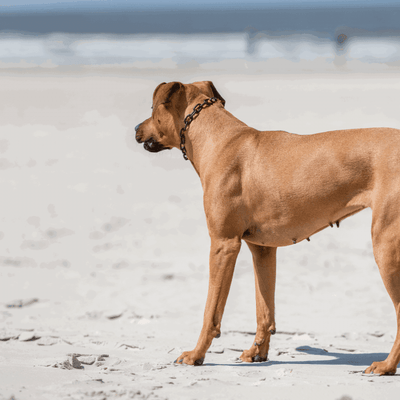 Herm Sprenger - Extra Strong Collar - Medium Links - Black Stainless Steel, 5mm Dog Training Collar Dogline