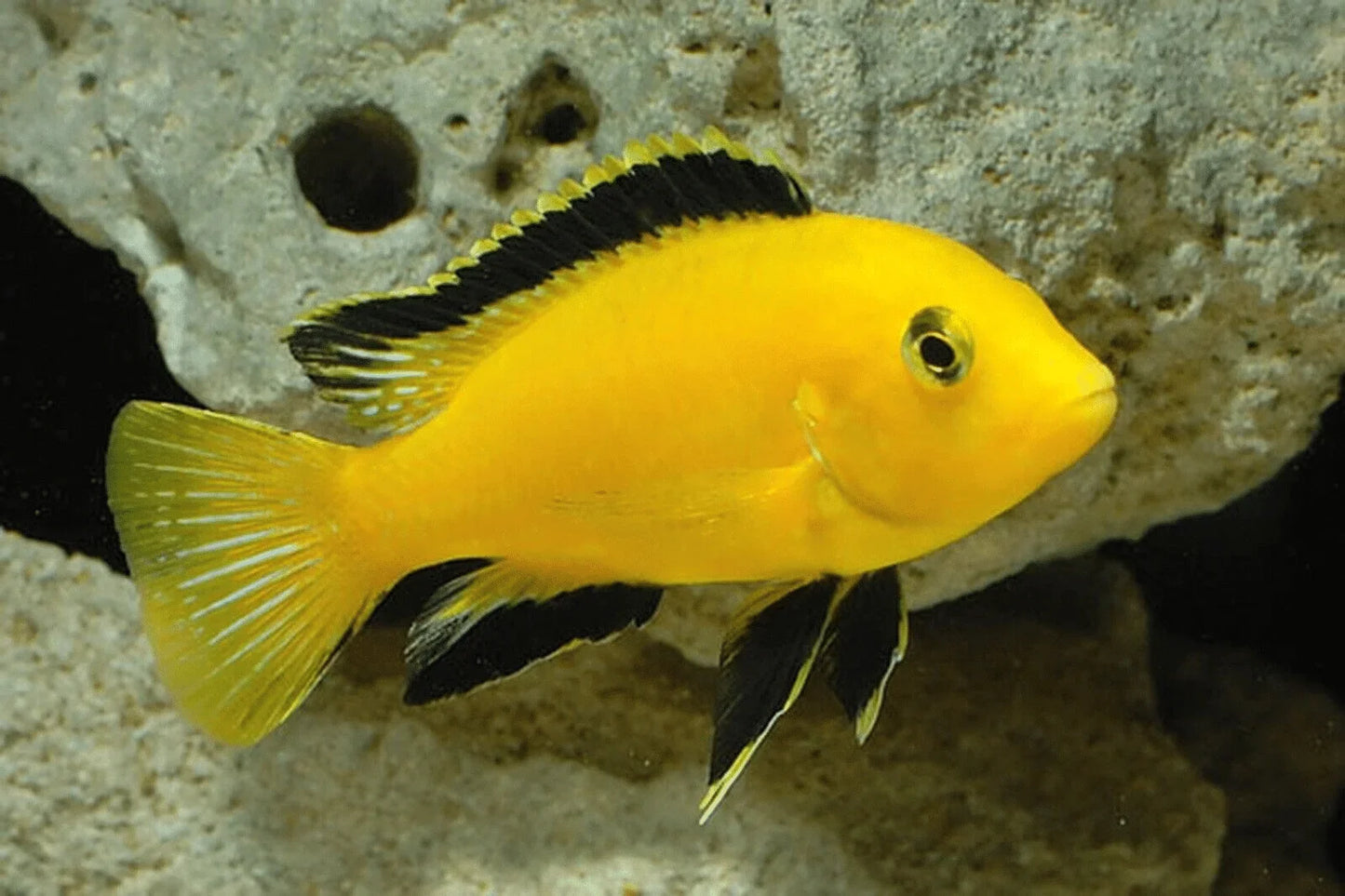Yellow Labidochromis AFRICAN CICHLIDS Danaqua Live Fish & More