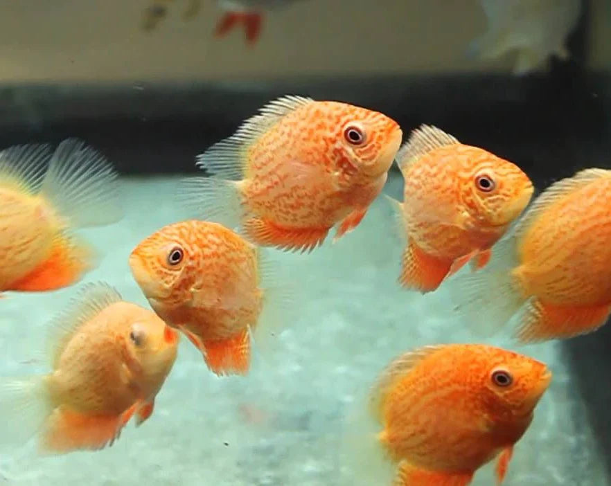 Red Spot Severum AMERICAN CICHLID Danaqua Live Fish & More