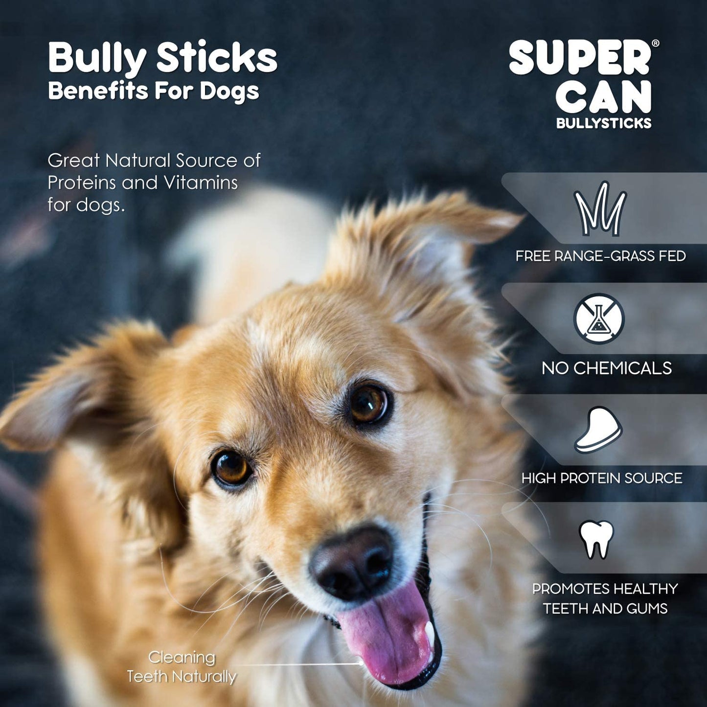 12" Standard Bully Sticks SuperCan Bully Sticks