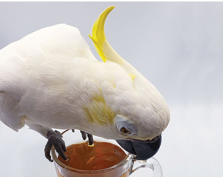 Parrot Tea Bundle Pack Parrot Tea Bird Street Bistro