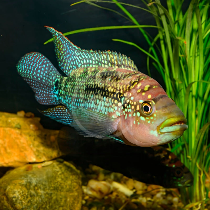 Jack Dempsey cichlid (Rocio octofasciata) AMERICAN CICHLID Danaqua Live Fish & More