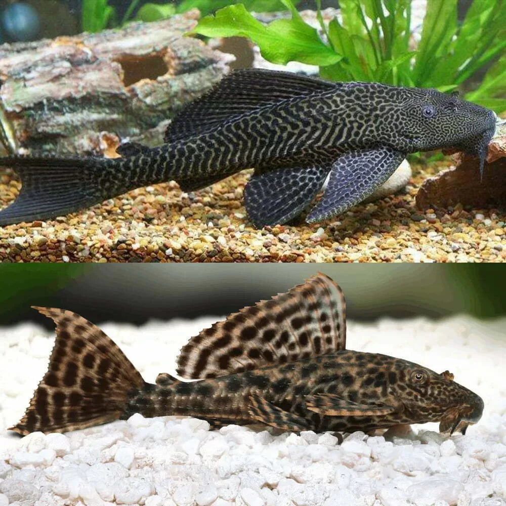 Common Pleco (Hypostomus plecostomus) PLECO Danaqua Live Fish & More