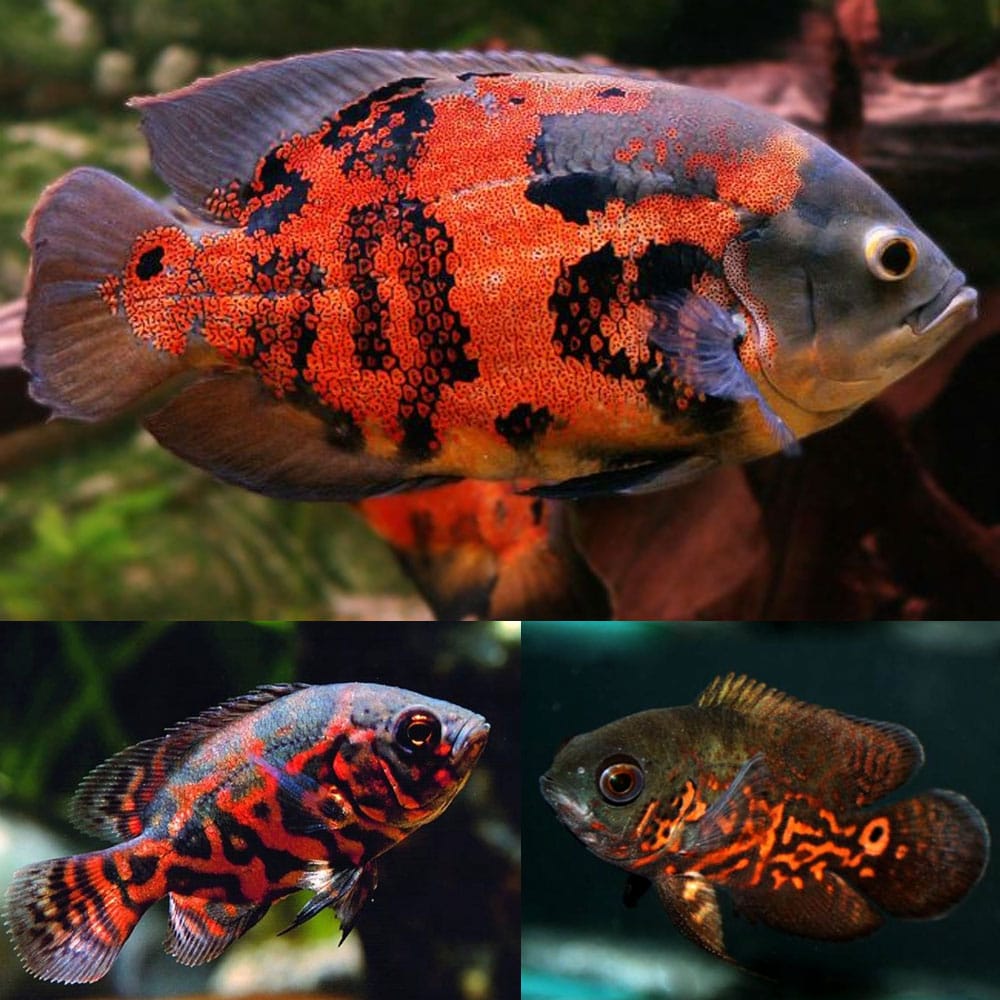 Red Tiger Oscar 2.5”-3” AMERICAN CICHLID Danaqua Live Fish & More