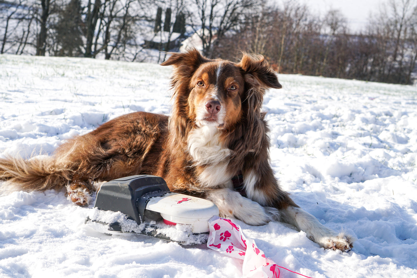 *BACKORDER* Home Original Kit Enrichment Product SwiftPaws