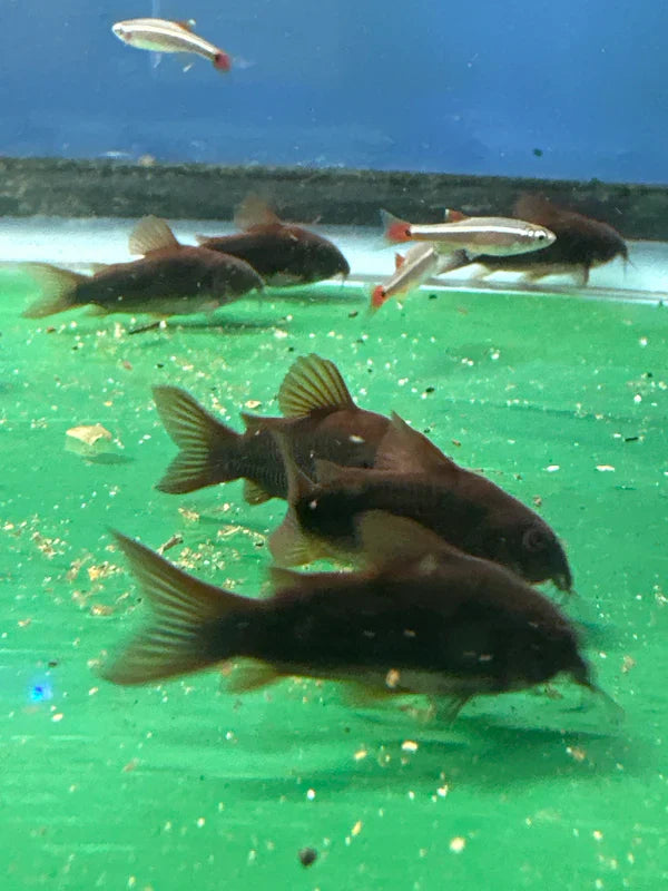 Black Venezuela Cory Catfish (Corydoras schultzei), Tank-Bred CORY Danaqua Live Fish & More