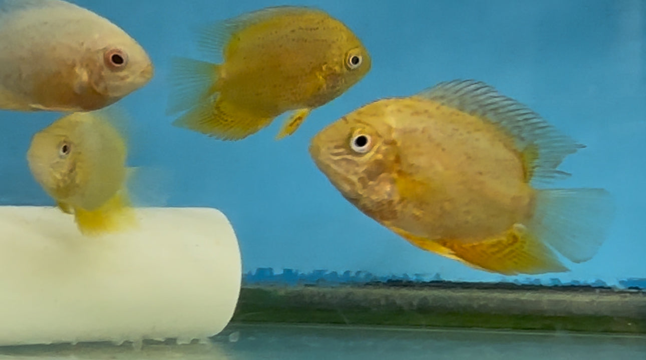 Red Spot Gold Severum (Heros cf. efasciatus) AMERICAN CICHLID Danaqua Live Fish & More