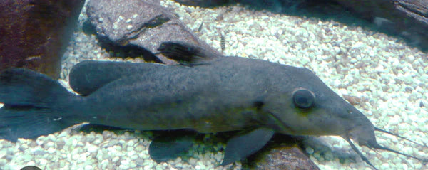 Girafee Nose Catfish 3"-4" CATFISH Danaqua Live Fish & More