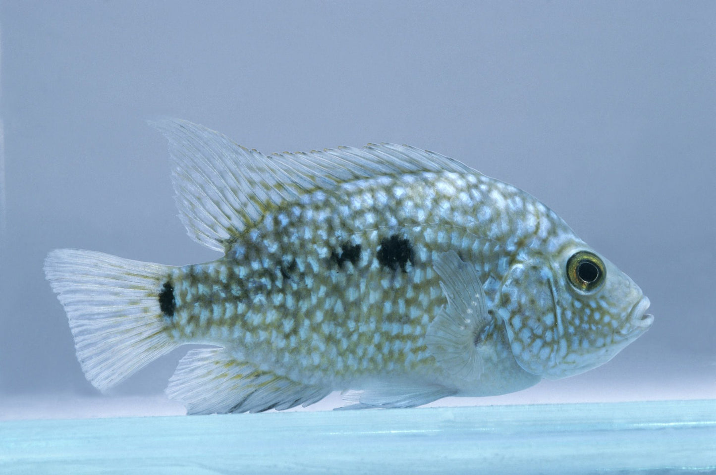 Texas cichlids MEDIUM AMERICAN CICHLID Danaqua Live Fish & More