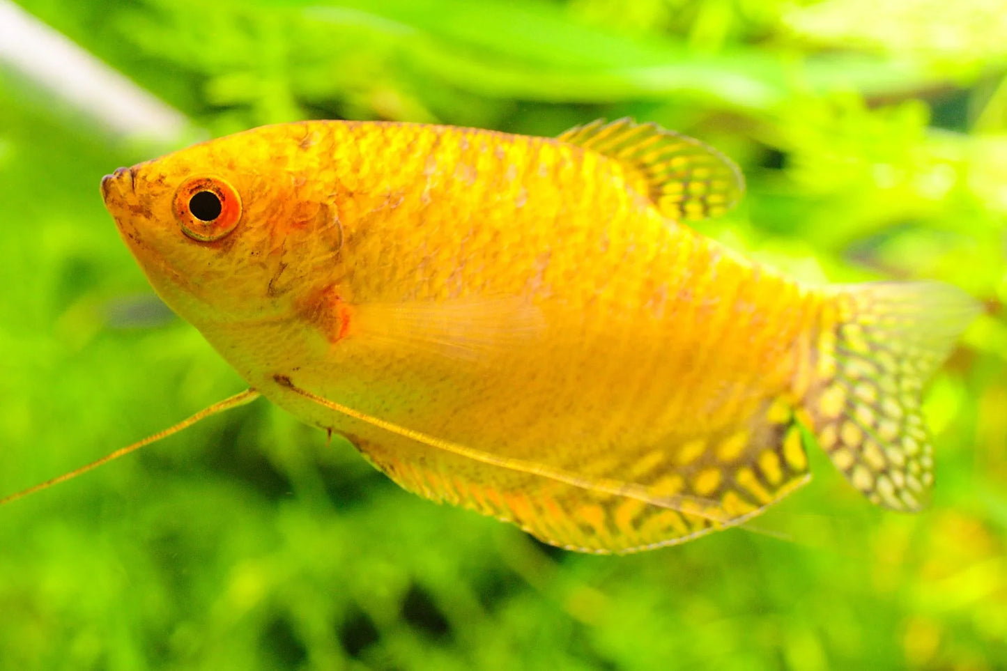 Gold Gourami GOURAMI Danaqua Live Fish & More