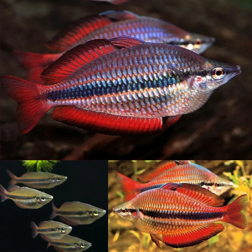 Goyder River rainbowfish (Melanotaenia trifasciata) (PAIR) RAINBOW Danaqua Live Fish & More