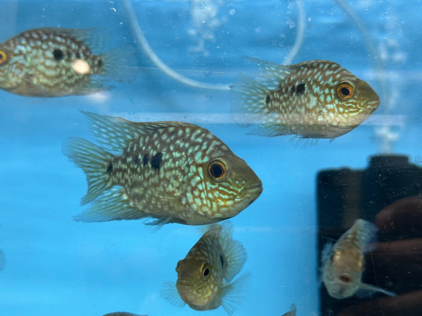 Balloon body carpintis Texas cichlid 3β AMERICAN CICHLID Danaqua Live Fish & More
