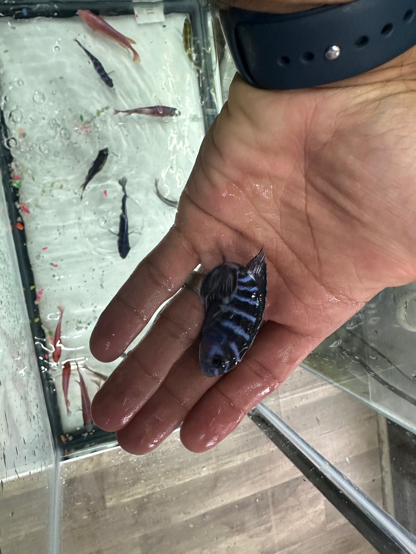 Demasoni cichlids AFRICAN CICHLIDS Danaqua Live Fish & More