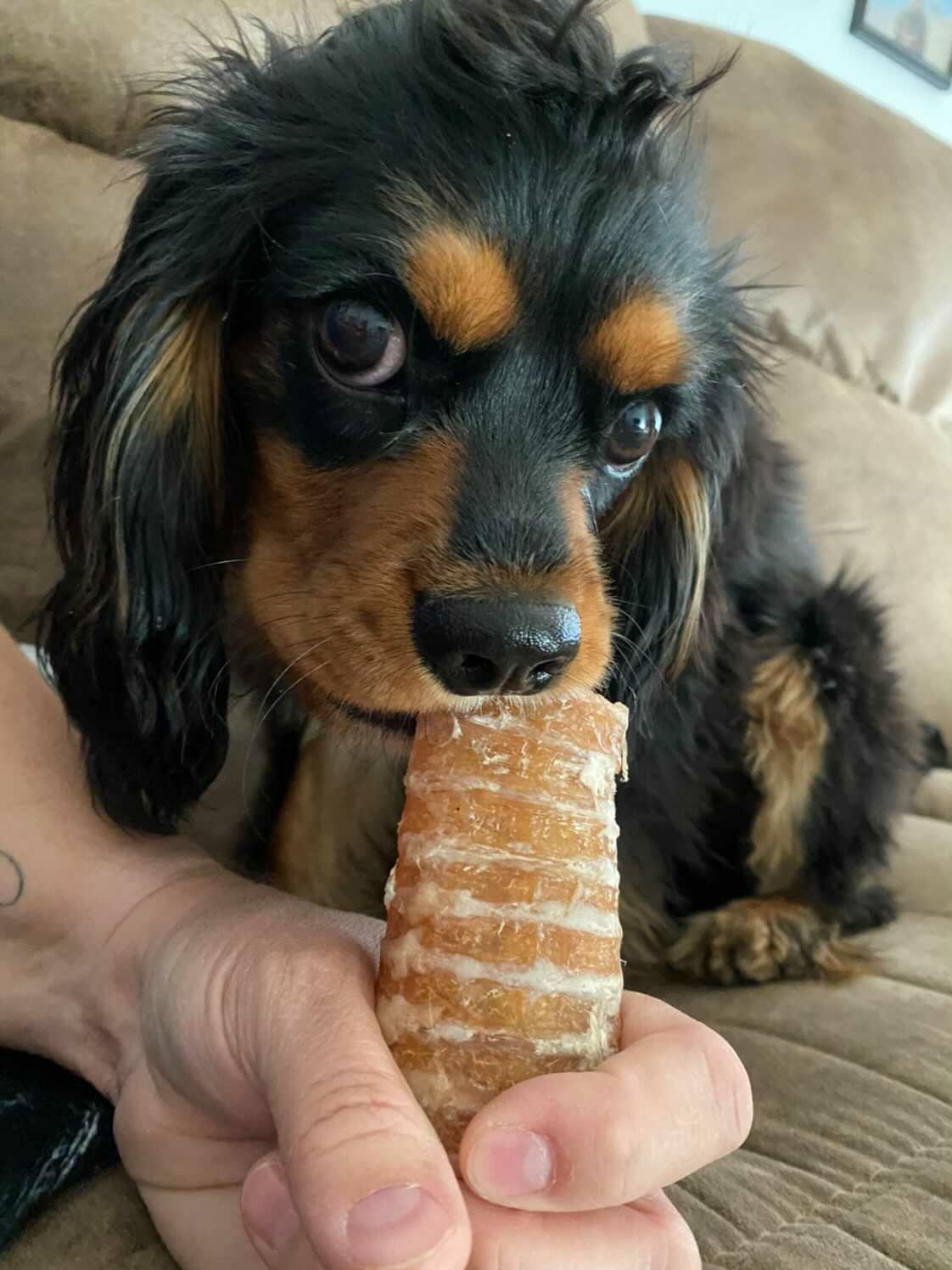 Beef Trachea (Grass Fed & Finished) Naked Beasts