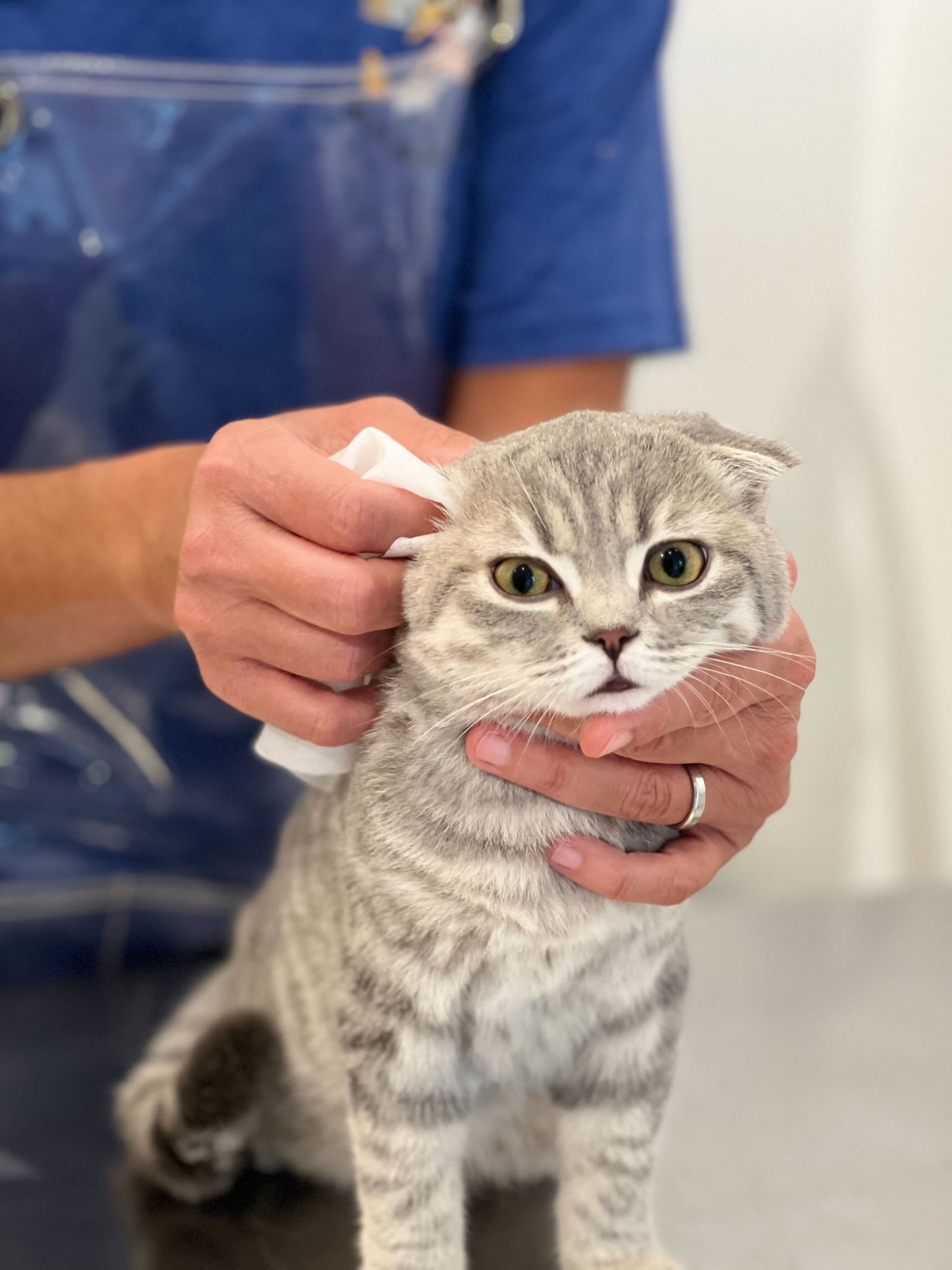 Pineapple Cat Wipes Grooming The Charleston Cat Groomer