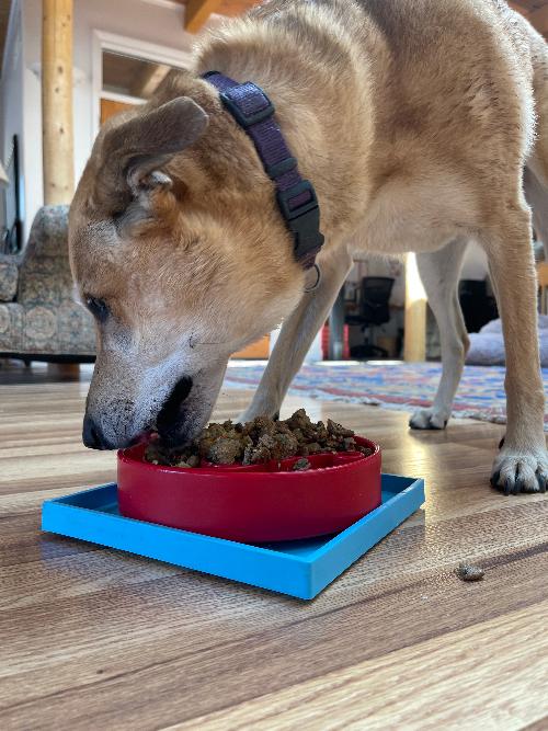 Hold 'em Suction Cup Holder for Dog Bowls & Lick Mats | USA Made EMAT SodaPup/True Dogs, LLC