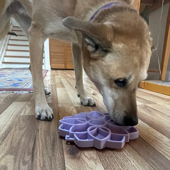 Mandala Softie eTray Shallow Slow Feeder with Suction Cups | USA Made ETRAY SodaPup/True Dogs, LLC