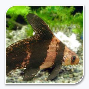 Hi-Fin Banded Loach (Myxocyprinus asiaticus) LOACH Danaqua Live Fish & More