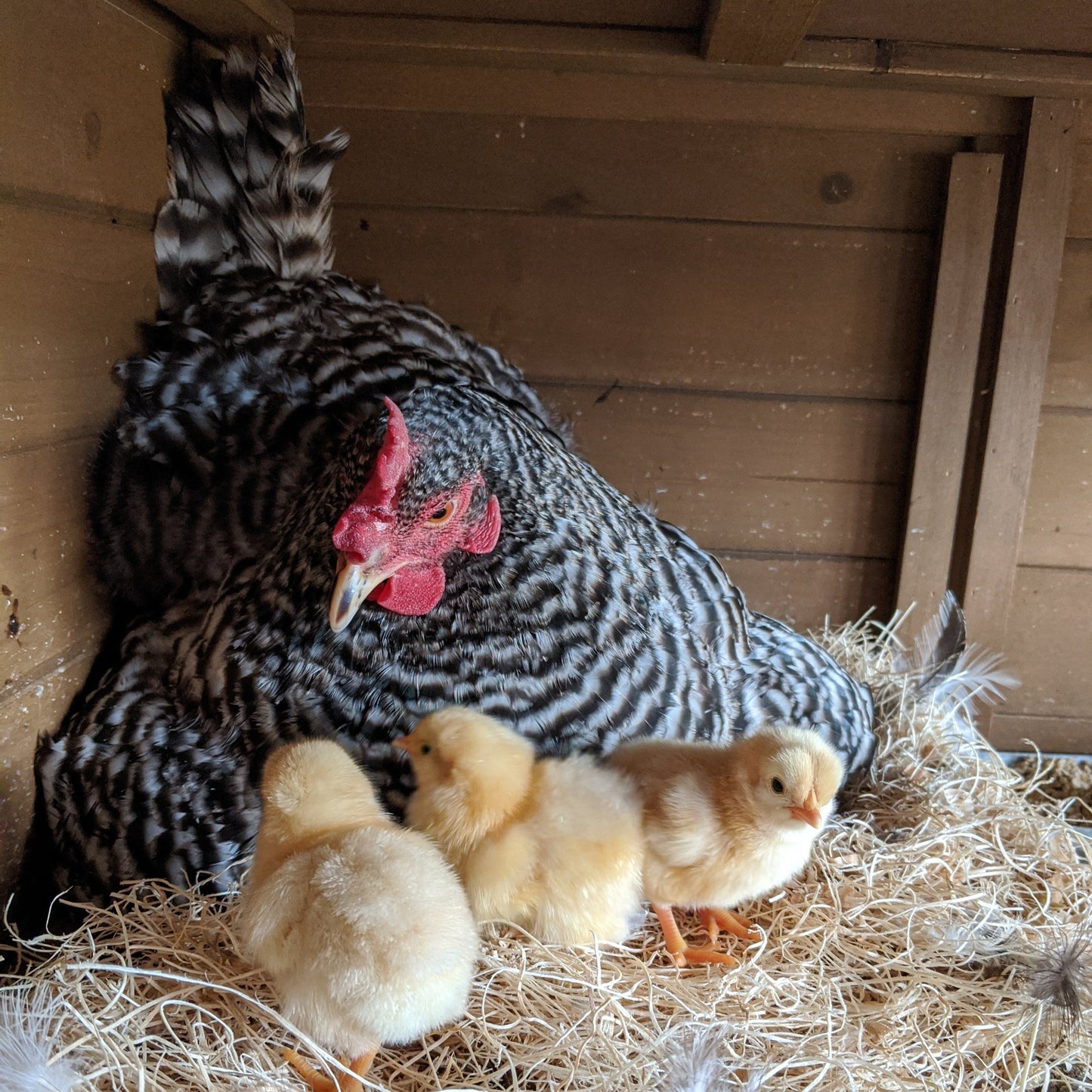 Barred Rock Chicks – Buy 10 + 5 Bonus Free (15 All-Female, Shipping Included) Az Chickens