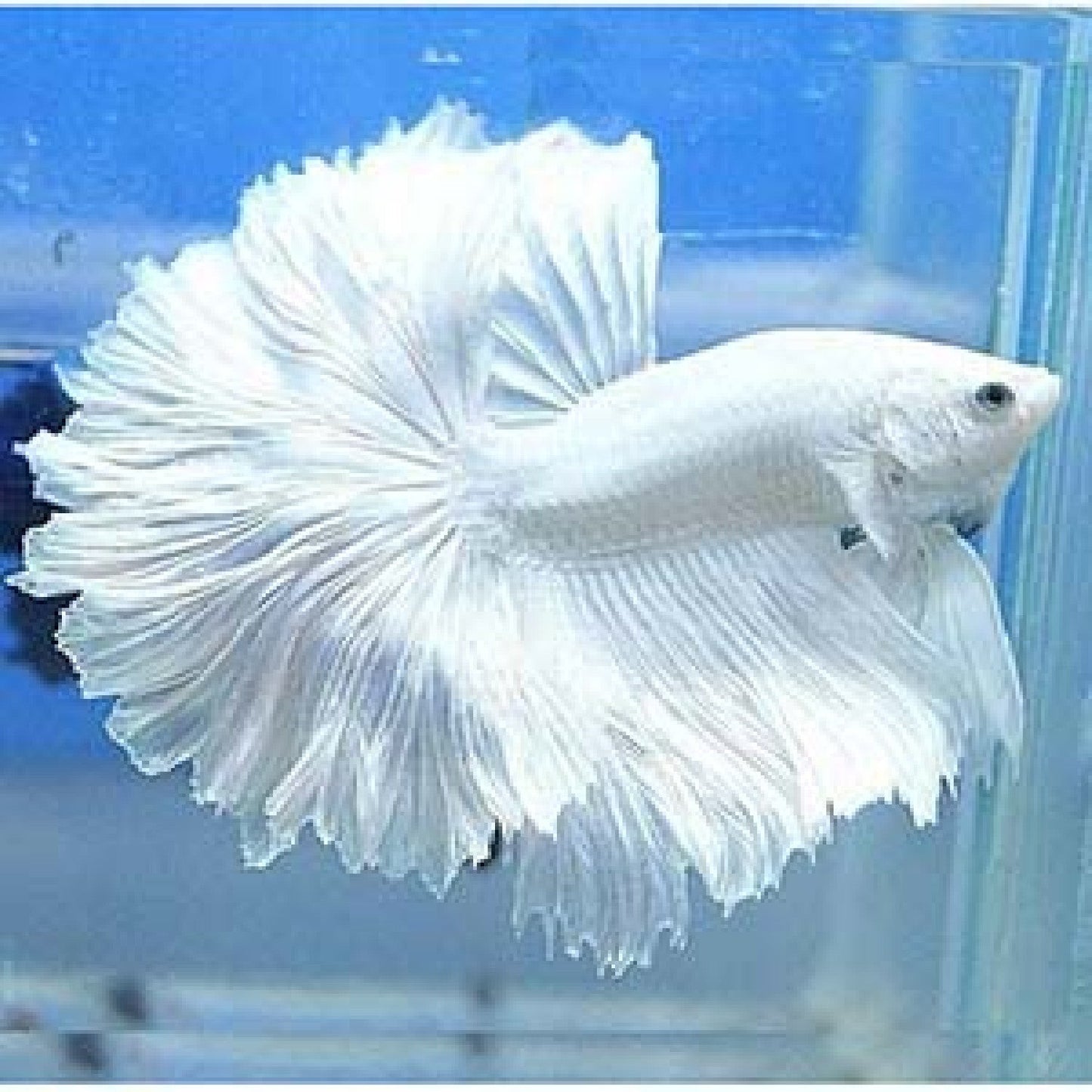 White Halfmoon Betta (Male) BETTA Danaqua Live Fish & More
