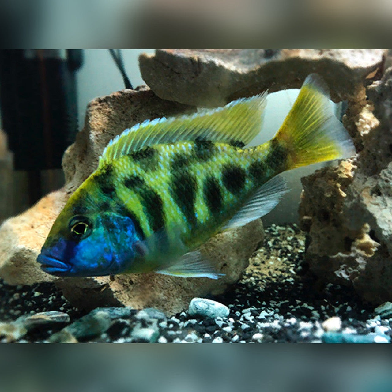Venustus Cichlid AFRICAN CICHLIDS Danaqua Live Fish & More
