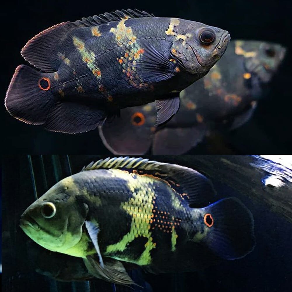 Wild Oscar 2.5"-3" AMERICAN CICHLID Danaqua Live Fish & More