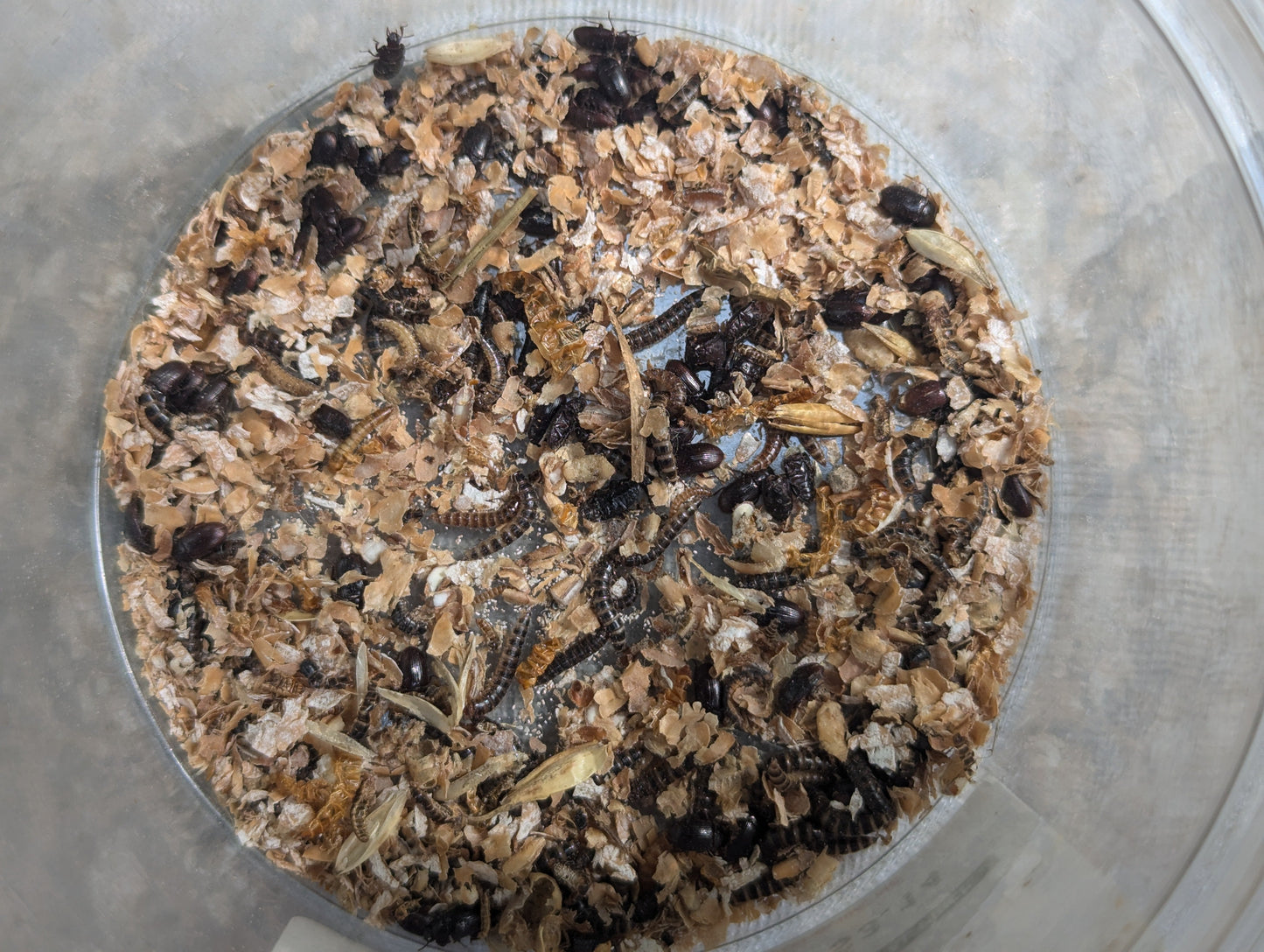 Live Organic Lesser/Buffalo Mealworms Hive Queen Insects