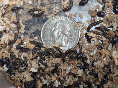 Live Organic Lesser/Buffalo Mealworms Hive Queen Insects