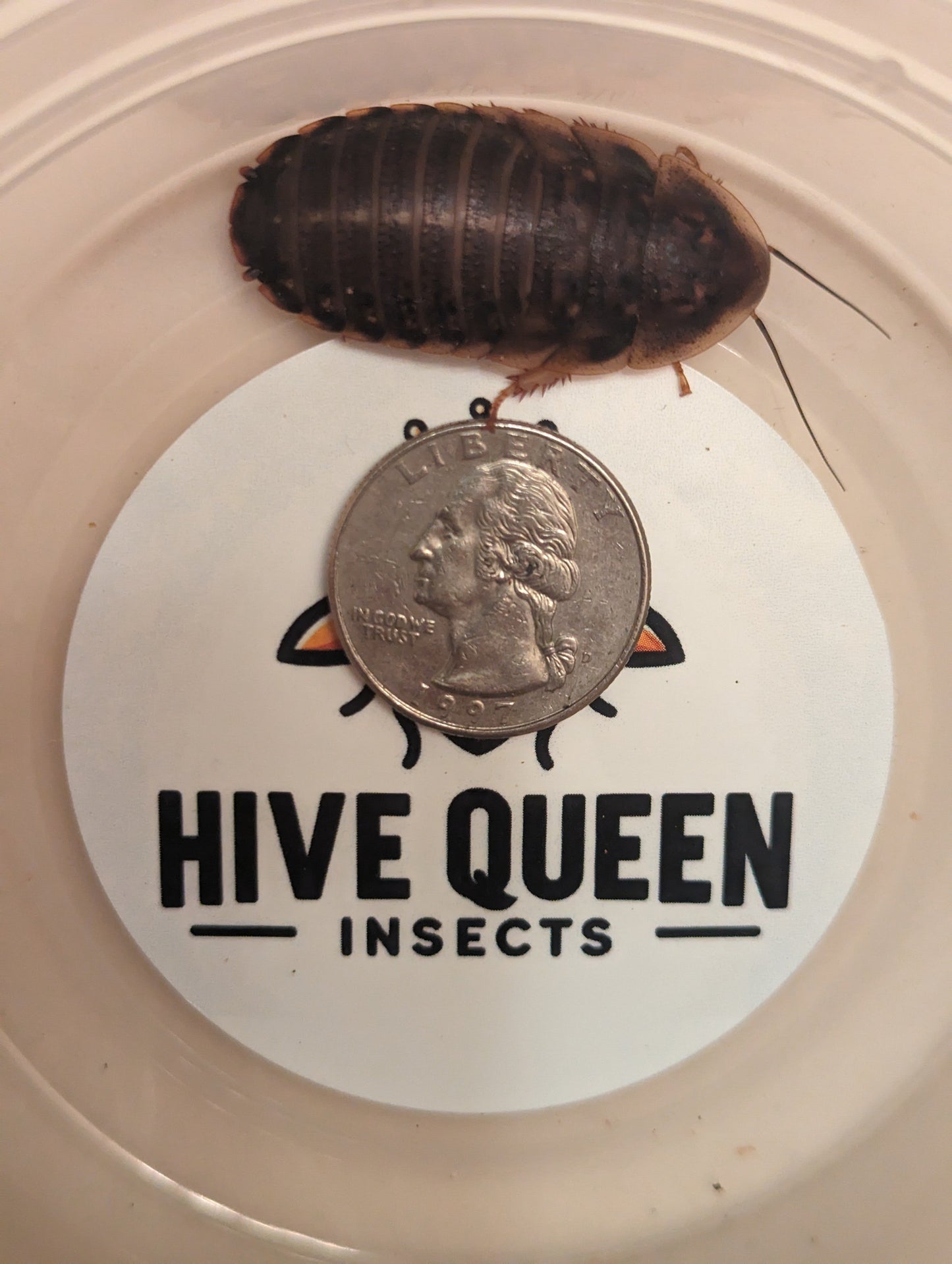 Live Organic Dubia Roaches Large - 3 4 to 1 inch Feeder Insect Hive Queen Insects