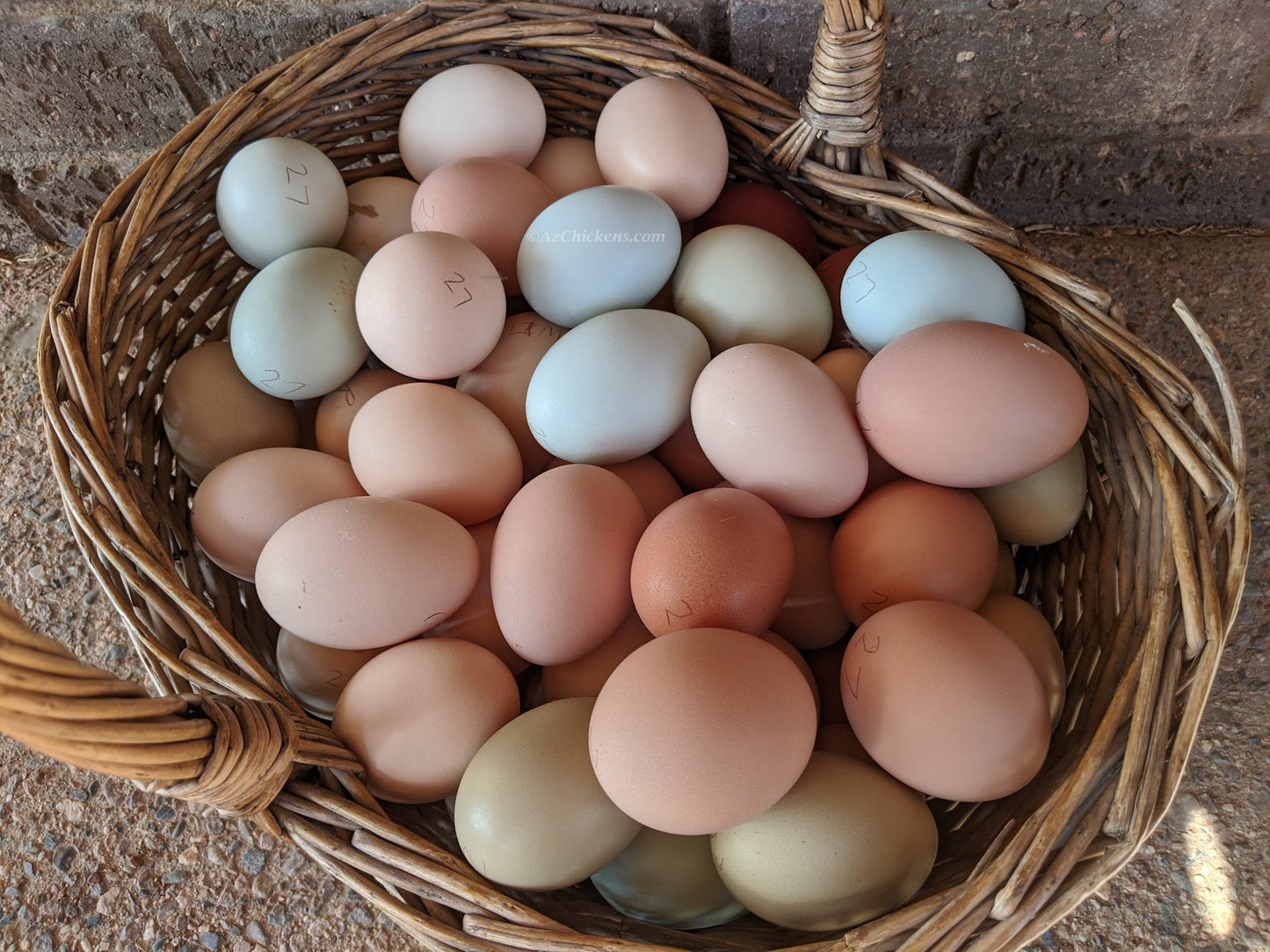 Easter Egger Chicks – Buy 10 + 5 Bonus Free (15 All-Female, Shipping Included) Az Chickens