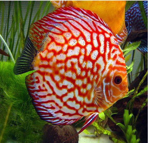Red Pigeon Blood Discus DISCUS Danaqua Live Fish & More