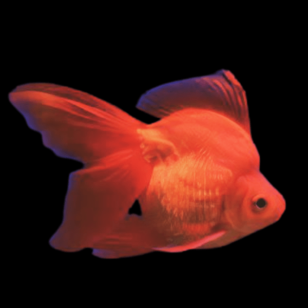 Red Ryukin goldfish 2"-3" GOLDFISH Danaqua Live Fish & More