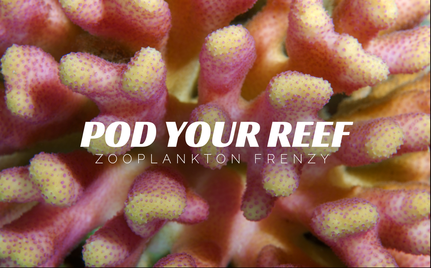 Zooplankton Frenzy Animals & Pet Supplies Pod Your Reef