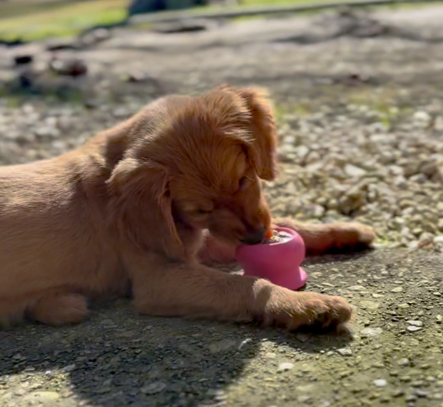 Freezball - Durable Fillable Dog Chew Bone