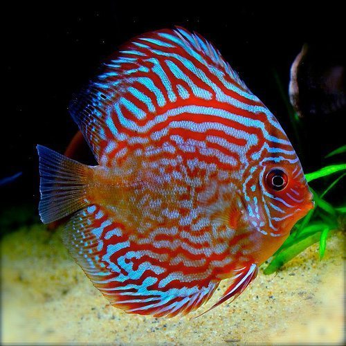 Red Turquoise Discus DISCUS Danaqua Live Fish & More