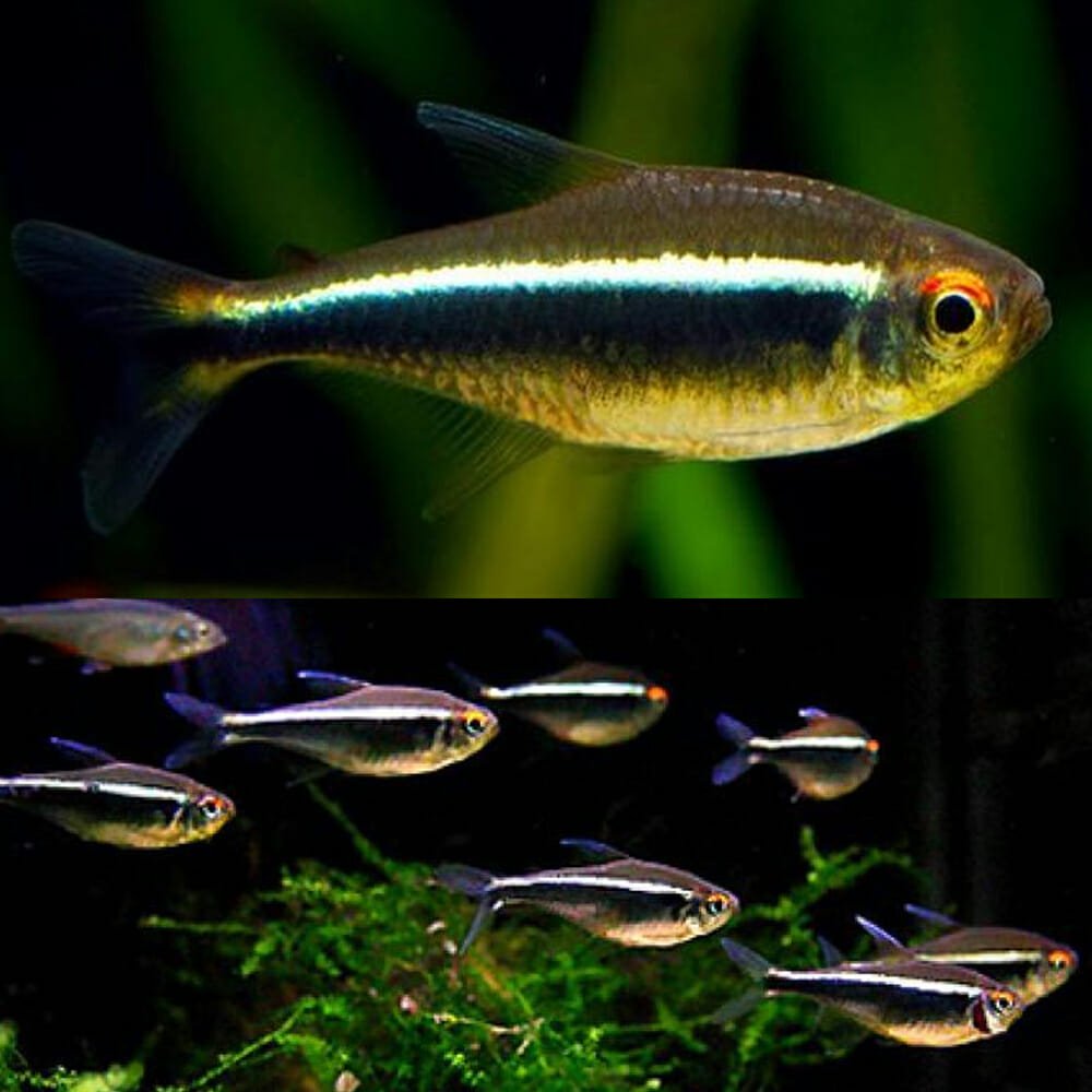 Black Neon Tetra PACK OF 6 TETRA Danaqua Live Fish & More
