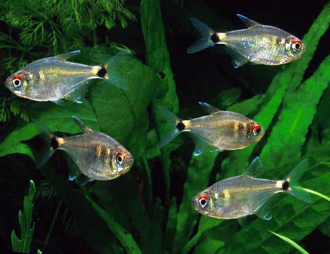 Head & Tail Light PACK OF 6 TETRA Danaqua Live Fish & More