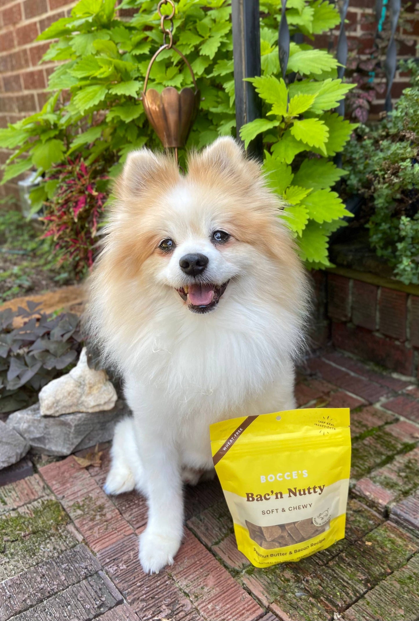 Bocce's Bakery Bac'N Nutty Soft & Chewy Dog Treats 6oz Soft & Chewy Antelope Pets