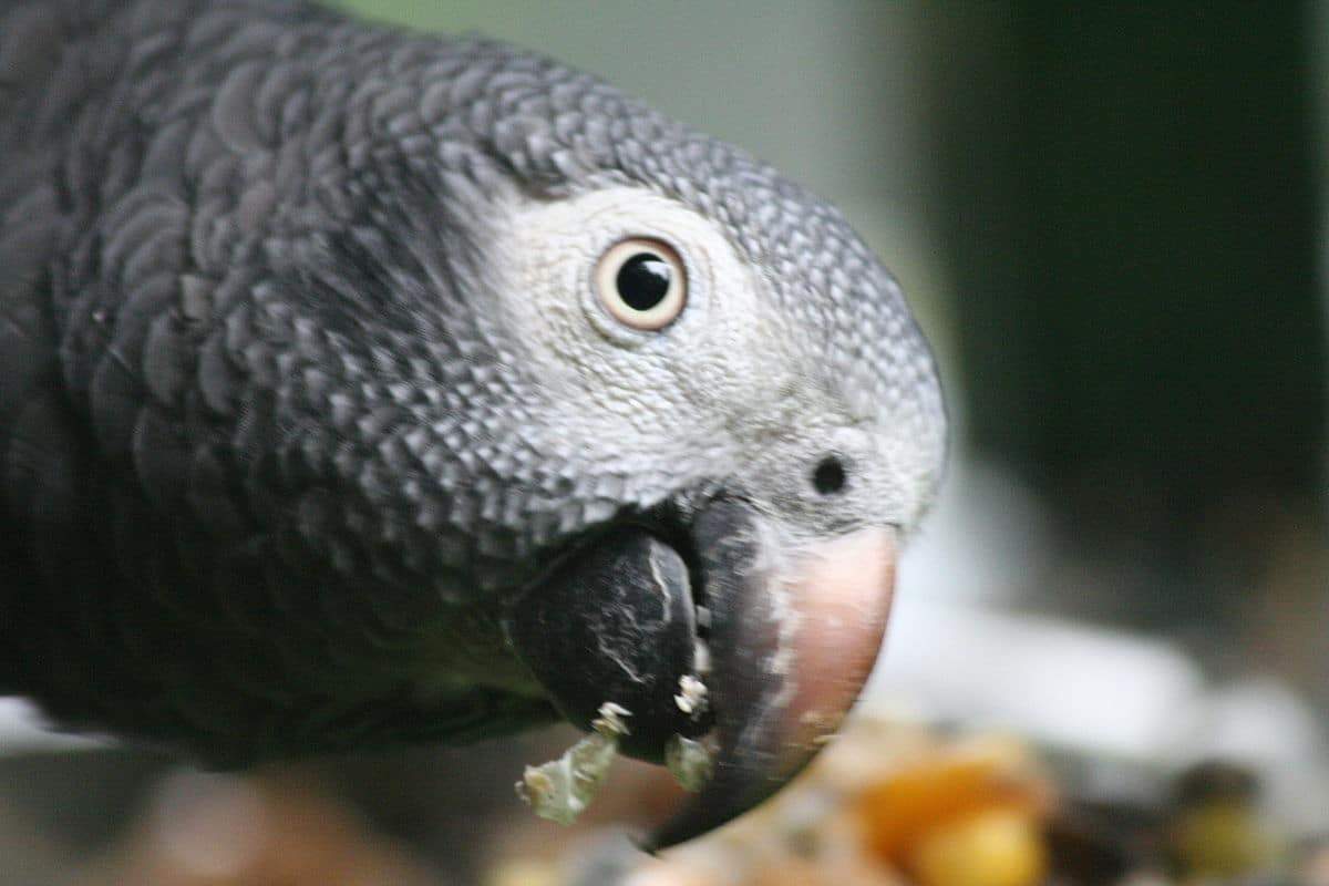 Parrot Food Sample Pack Parrot Food Bird Street Bistro