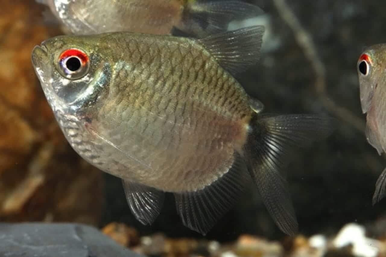 Balloon Red Eye Tetra PACK OF 6 TETRA Danaqua Live Fish & More