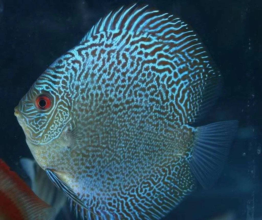Snakeskin discus DISCUS Danaqua Live Fish & More