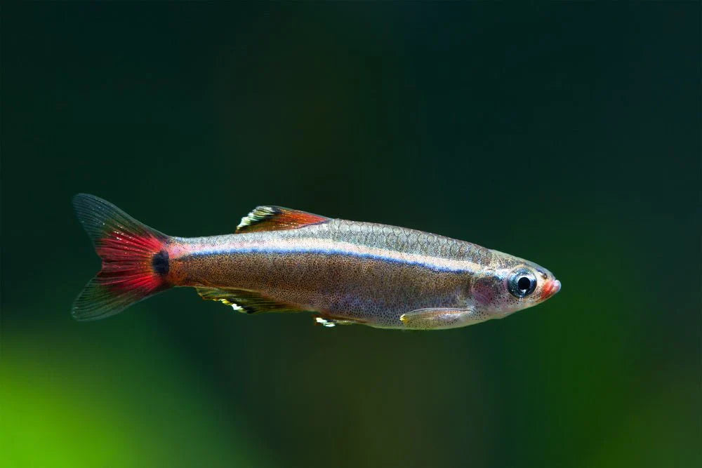 White Cloud Minnow TETRA Danaqua Live Fish & More