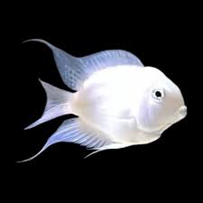 Platinum Polar Parrotfish 1"-1.5" AMERICAN CICHLID Danaqua Live Fish & More