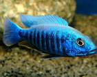 Electric Blue Ahli (Sciaenochromis ahli) AFRICAN CICHLIDS Danaqua Live Fish & More