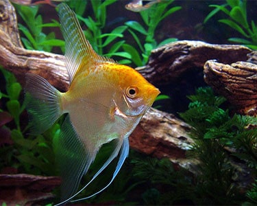 Gold Angelfish (Pterophyllum scalare) MEDIUM ANGELFISH Danaqua Live Fish & More