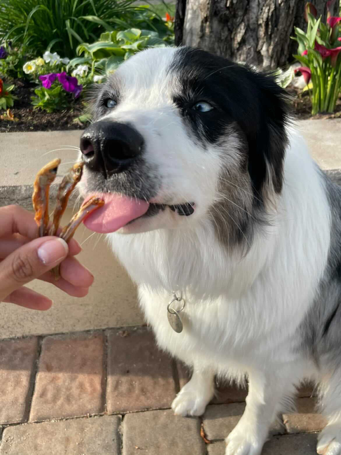 Smelt (Wild Caught) Naked Beasts